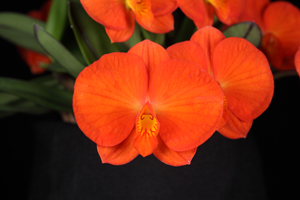 C. coccinea Tokyo Mini AM 85 pts. close up